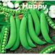 DWARF Pea - Piccolo PROVENZALE - 100 Selected Seeds - HEIRLOOM - Pisum sativum