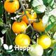 TOMATO ROMUS - 150 seeds - Yellow salad tomato seeds - Solanum lycopersicon