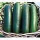 VEGETABLE - CUCUMBER - JOGGER F1 - 30 seeds - Cucumis sativus - outdoor