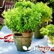 Herb seeds Asil Minette - 500 seeds Ocimum