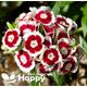 SWEET WILLIAM HOLBORN glory - 1000 seeds - dianthus barbatus - single flower