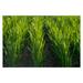 20 Pounds Premium Winter Rye Cover Crop Seeds - Non-GMO Rye Grain