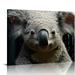 Nawypu Koala Print Australian Animal Australian Koala Wall Art Koala Watercolor Prints Koala Poster Koala Print Wall Art Prints Canvas Prints Home Decor