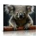 Nawypu Koala Print Australian Animal Australian Koala Wall Art Koala Watercolor Prints Koala Poster Koala Print Wall Art Prints Decor Canvas Art Decor