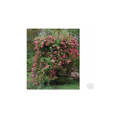 Baumschule Gold - Rose Maria Lisa kleinblütige Rambler- Rose im Topf gewachsen Image