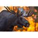 Close Up of A Bull Moose in Rut in Late Evening Kincaid Park Anchorage Alaska Autumn Poster Print by Michael Jones - 38 x 24 - Large