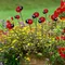 10 pièces en plastique à énergie solaire papillon volant oiseau tournesol cour piquet de jardin ornement décor papillons colibri jardin