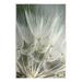 Stupell Industries Az-398-Framed Soft Dandelion Print Wood in Brown/Gray | 15 H x 10 W x 0.5 D in | Wayfair az-398_wd_10x15