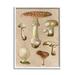 Stupell Industries Bb-067-Framed Vintage Neutral Mushrooms Framed On Wood by Lil' Rue Print Wood in Brown/White | 14 H x 11 W x 1.5 D in | Wayfair