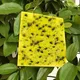 30-100pcs Strong Fly Traps Bugs Sticky Board Dual-Sided Catching Aphid Insect Pest Control Whitefly