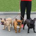 Genuine Leather 3 Way Triple Dog Leash Walking L Genuine Leather Triple Dog