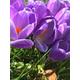 Purple Crocus Bulbs 'Aqua' (Free UK Postage)