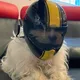 Mini casque de sécurité pour animaux de compagnie accessoires pour petits chiens et chiots