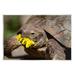 Stupell Industries Ba-367-Wood Turtle Eating Dandelion by Jonathan Casey Canvas in Brown | 13 H x 19 W x 0.5 D in | Wayfair ba-367_wd_13x19