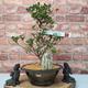 Satsuki Azalea (Rhododendron) Bonsai Tree | Benibeni | Informal Upright | In 22cm Pot