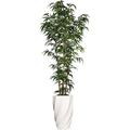 Artificial Faux Real Touch 6.08 Feet Tall Bamboo Tree With Natural Poles And Fiberstone Planter (VHX116226)