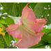 10 Sunset Angel Trumpet Seeds Flowers Seed Flower Brugmansia Datura 669 USA