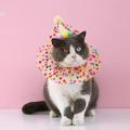 Cat Puppy Princess Costumes Kitten Small Dog Birthday Bandana Scarf and Party Hat Cute Lace Bandana Bib Scarf Crown Hat Pet Birthday Party Decorations Set Colorful Dots Cat Accessories