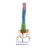 45cm mit Becken menschliche anatomische Anatomie Wirbelsäule Wirbelsäule Modell Lehr ressourcen für