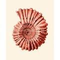 Ammonite Shell Print On Archival Watercolour Paper Red Coastal Sea Life Decor Beach Bedroom