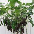 50 Organic Aji Panca Aji Brown Chili Pepper Seeds Panca Chilli Samen Zaad Zaden Graines Semi Sementi Nasiona Semillas Somen