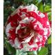 Rock & Roll - Fragrant Cherry Red & Cream Striped Blooms Hybrid Tea 4Ltr Potted Rose