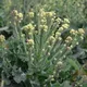 Thompson & Morgan Broccoli Burbank F1 Hybrid 1 Seed Packet (25 Seeds)