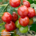 Thompson & Morgan Tomato Red Alert 1 Seed Packet (25 Seeds)