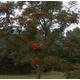 10 x 4ft Rowan (Sorbus Acuparia) / Mountain Ash Native Hedge Plants Hedging Bare Root Tree Saplings