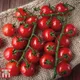 Thompson & Morgan Tomato Sweet Success 1 Seed Packet (8 Seeds)