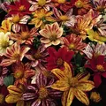 Thompson & Morgan Dahlia Fire-Works 1 Seed Packet (40 Seeds)