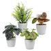 Primrue 2.6" Faux Fir Plant in White | 2.6 H x 2.8 W x 2.8 D in | Wayfair A141F496DBC94A8D8BD6714E3CE11DB1