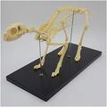 Cat Skeleton Model - Animal Skeleton Bone Model Cat Animal Skeleton Models - Science Education Cat Skeleton Model - For Veterinary Study Teaching Demonstration Tool