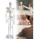 Educational Model,Human Skeleton Educational Model 85cm Anatomical Model with Skull and Spine for Medical Students Detachable Medical Learning Tool of Human Body Educati