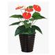 SmPinnaA Artificial Plants Indoor Artificial Plant Black Flower Pot Artificial Potted Simulation Plant Potted Artificial Green Plant Red Palm Simulation Plant Potted