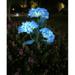 CELNNCOE Solar Lantern LED Decorative Outdoor Lamp Flower Lantern Solar Light Garden Decor Purple Free Size