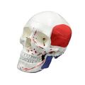 Human Skull Model Life Size Head Skeleton Model for Study Report Number Coded Human Anatomy Skull Mode PVC Material