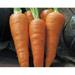 Carrots-Danvers Half Long. 500+ Seeds. Tasty and Delicious Country Creek LLC