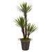 53" Yucca Artificial Tree in Decorative Metal Pail with Rope