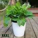 Lazy Flower Pot Flowerpot Imitation Porcelain Series Plastic Self Watering Pot