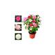 Camellia Japonica Plant Tricolour Red, White & Pink in One Pot - Evergreen Shrub - Rare Variety of Camellia Japonica Plant 30-50 cm in Height (Re