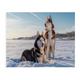 jigsaw 1000 pieces,Siberian Husky,jigsaw puzzles adults kids difficulty jigsaw jigsaw game role puzzles education toys games family decoration(75x50cm）-138