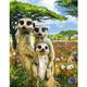 Papery Jigsaw Puzzle 2000 Pieces Pieces - Cute Meerkat Jigsaw Puzzle Large Jigsaw Puzzle Game For Adults And Teenagers Kids 70x100CM