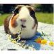 Classic Jigsaws Puzzle 2000 Pieces Adult Children Educational Games Toys Guinea Pig Animal Diy Puzzle Gifts 70x100CM