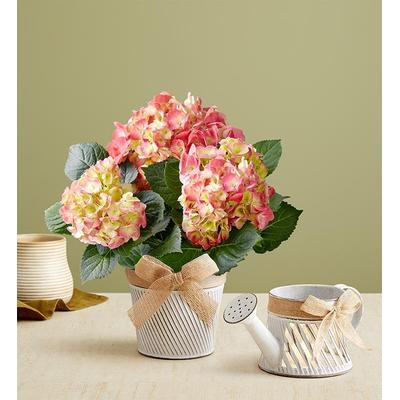1-800-Flowers Seasonal Gift Delivery Elegant Spring Hydrangea Small W/ Tealight