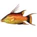 Hogfish Wall Art Multi Bright , Multi Bright