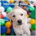 2023 2024 Yellow Labrador Retriever Puppies Calendar - Dog Breed Monthly Wall Calendar - 12 x 24 Open - Thick No-Bleed Paper - Giftable - Academic Teacher s Planner Calendar Organizing - Made in USA