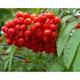 Pack of 3 Sorbus Aucuparia Mountain Ash Trees 5ft Tall Supplied in 3 Litre Pots