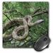 3dRose Black rat snake climbing into pine tree - NA02 AJE0284 - Adam Jones Mouse Pad 8 by 8 inches