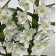 White Dendrobium Orchid Plant 3/4br in 12 cm pot 30 cm height